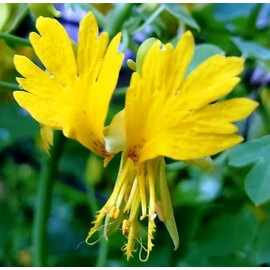 CEMEHA SEEDS - Seeds Canary Creeper Nasturtium Indian Cress Yellow Creeping Annual Flowers for Planting