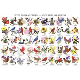State Birds & Flowers Poster