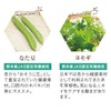 Yazuya Group Kyushu Natural Museum Dental Green Propolis 3.5 oz