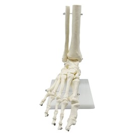 Bruafsir 1:1 Human Skeleton Foot Anatomy Model Foot and Ankle with Anatomical Model Anatomy Teaching Resources