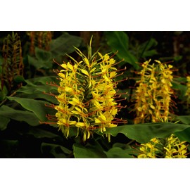 Kahili Yellow Ginger Plant Root Hawaiian 2 Pack D2