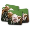 4 Set - Silly Cow Coaster - Cattle Cows Funny