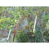 Bird B Gone Flash Tape Visual Bird Deterrent (50ft Roll)