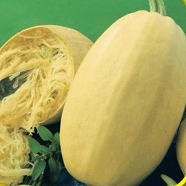 Everwilde Farms - 1 Oz Vegetable Spaghetti Winter Squash Seeds - Gold Vault
