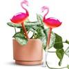 Self-Watering Glass Globes 2PCS Flamingo Gradient Hot Pink 10" Long