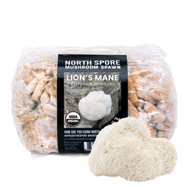 North Spore Lions' Mane Mushroom Plugs for Logs (500 Count) | Premium Quality Mushroom Plug Spawn | Handmade in Maine, USA | Grow Gourmet Mushrooms Outdoors on Logs