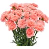 Cut Flowers - 100 stems Carnations - Fresh Flowers (Pink)