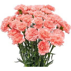 Cut Flowers - 100 stems Carnations - Fresh Flowers (Pink)