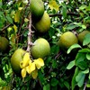 10 Seeds Bael Fruit Tree | Aegle marmelos Bengal Quince