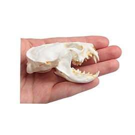 Acxico 1Pcs Mink Skulls Skull Specimen Animal Bone Specimen Gifts Skulls