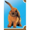 Nobby Warntafel Kaninchen gelb 12 x 3,5 cm
