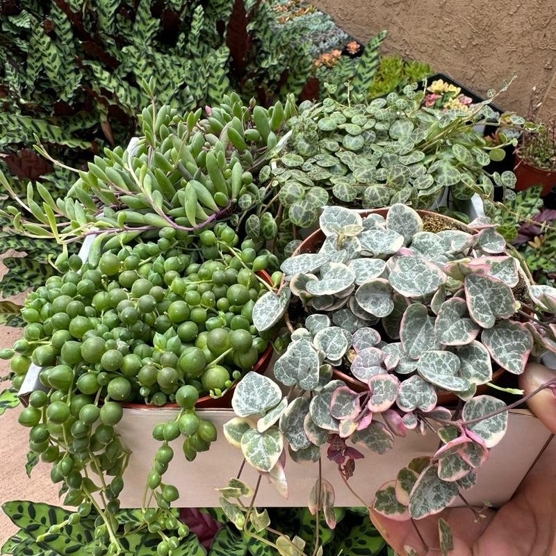 String Of Things Variety Box 4 Plants
