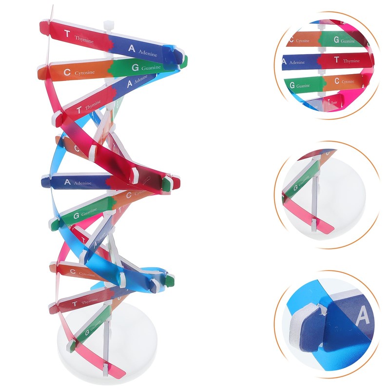 ULTECHNOVO Helix Gene Model Kit Models Double Helix Model Dna