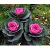 KIRA SEEDS - Seeds Flowering Kale Large Leaf Mix -
