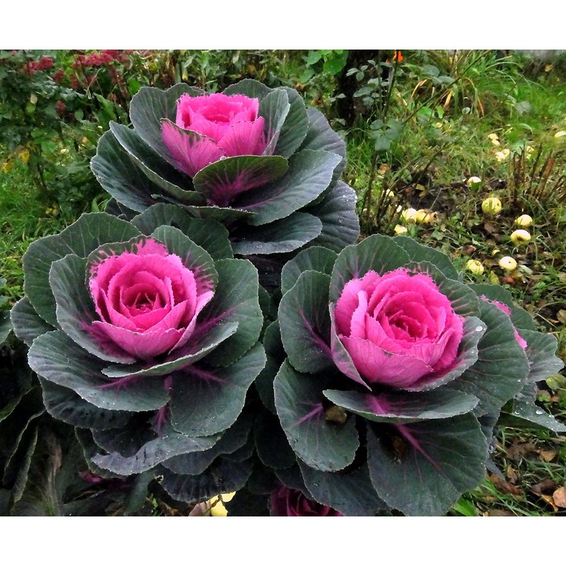 KIRA SEEDS - Seeds Flowering Kale Large Leaf Mix -