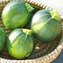David's Garden Seeds Zucchini Round Green 9442 (Green) 25 Non-GMO, Open Pollinated Seeds