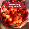 Back to the Roots Self-Watering Tomato Planter Organic Cherry Tomatoes