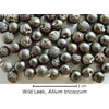 Wild Ramp Seeds Wild Leek Seeds Allium tricoccum (200)