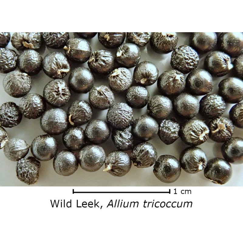 Wild Ramp Seeds Wild Leek Seeds Allium tricoccum (200)