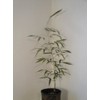 Maya Gardens, Inc. Phyllostachys Atrovaginata, Incense Bamboo #1 Size Live