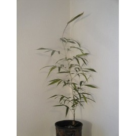 Maya Gardens, Inc. Phyllostachys Atrovaginata, Incense Bamboo #1 Size Live Plant