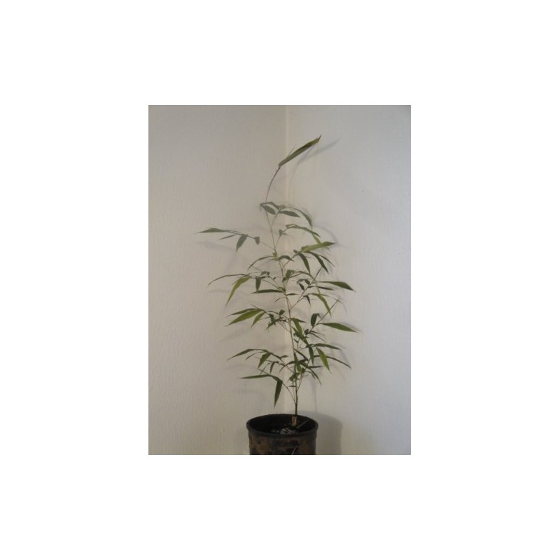 Maya Gardens, Inc. Phyllostachys Atrovaginata, Incense Bamboo #1 Size Live