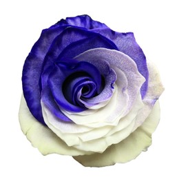 Fresh Cut Tinted Purple and White Roses from Flower Explosion -24 Stems
