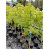 Waterfall Green Weeping Laceleaf Japanese Maple - Live Plant -