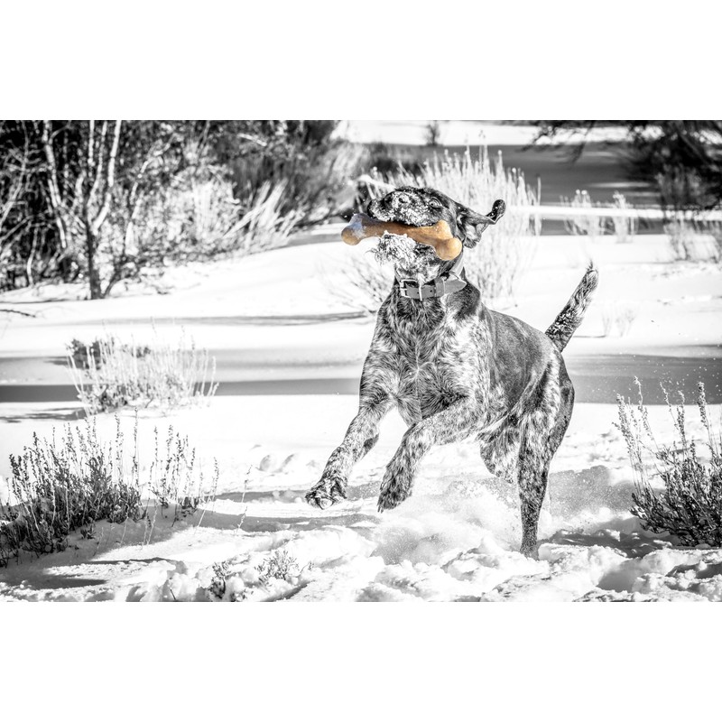 Pet Qwerks Dinosaur BarkBone, Nylon Dog Bone for Aggressive Chewers