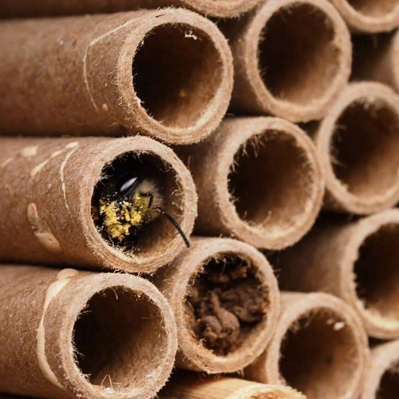 Woodlink 991100 28555 Replacement Mason Bee Fiberboard Nesting Tubes Insect