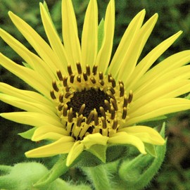 Palm Beach Medicinal Herbs - Compass Plant (Silphium laciniatum) - Packet of 10 Seeds