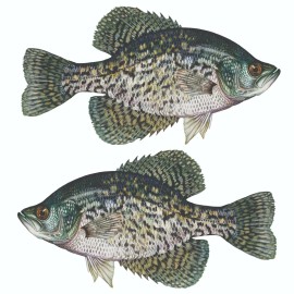 Arlon Black Crappie Sticker, Decal, Bumper Sticker Truck, Fishing, Boat Stickers 2/pk - 1.9” x 3.5” Right & Left Facing