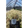 Proven Winners - Weigela florida My Monet (Weigela) Shrub, pink