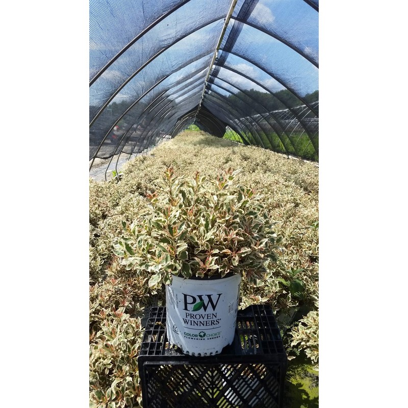 Proven Winners - Weigela florida My Monet (Weigela) Shrub, pink