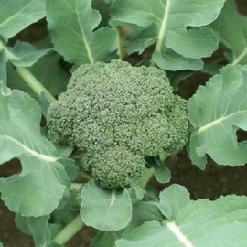 Fresh 2000 Broccoli Seeds Waltham 29  Seeds Non-GMO Heirloom | USA Seller
