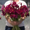 Outsidepride 50 Seeds Annual Cosmos Bipannatus Double Click Cranberries Cut