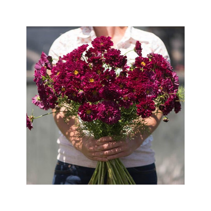 Outsidepride 50 Seeds Annual Cosmos Bipannatus Double Click Cranberries Cut