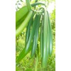 Vanilla Beans 27-66 pods, Extraction Grade, (13,43 £ /oz)