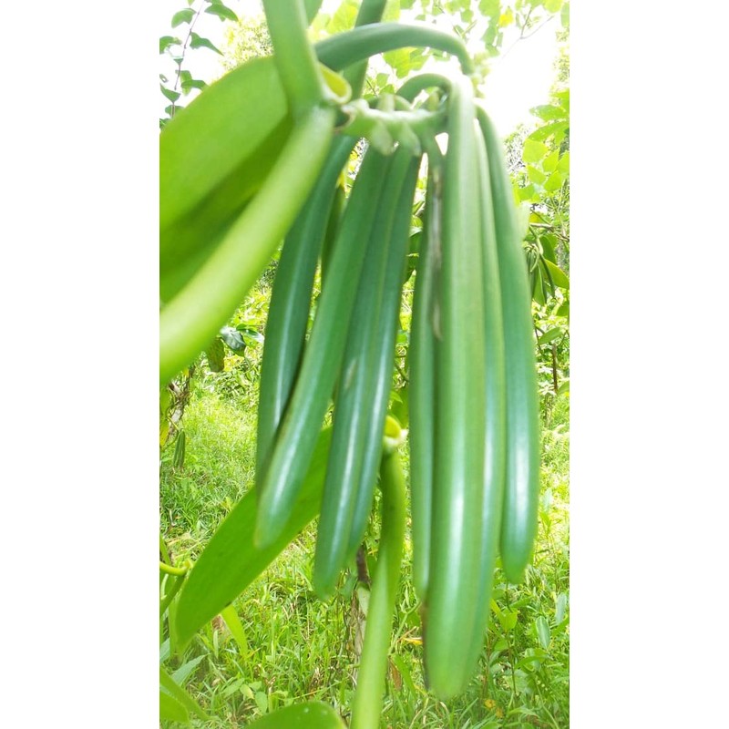 Vanilla Beans 27-66 pods, Extraction Grade, (13,43 £ /oz)