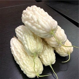 5 Japanese White Jade Bittermelon Hybrid Seeds; 百勝白玉苦瓜 F1 Bitter Melon Rare find Khổ Qua trắng Nhật Bản 95% Germination