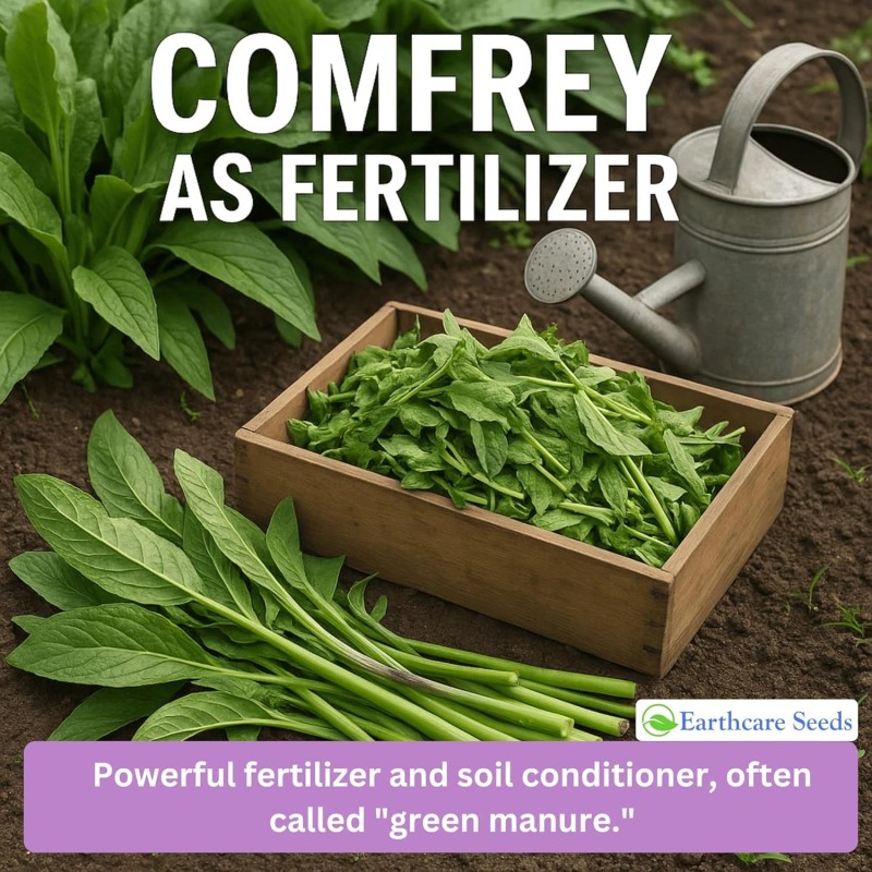 Earthcare Seeds True Comfrey 50 Seeds (Symphytum officinale) Non GMO,