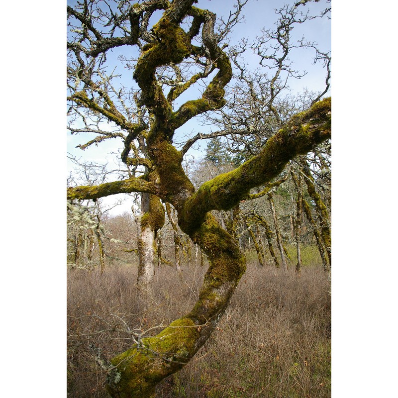 Oregon White Oak | Medium Tree Seedling | The Jonsteen