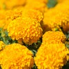Outsidepride Marigold Yellow - 1000 Seeds