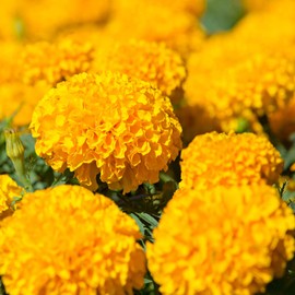 Outsidepride Marigold Yellow - 1000 Seeds