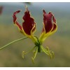 Buy Rare Seeds Gloriosa superba | Flame Lily | 20_Seeds