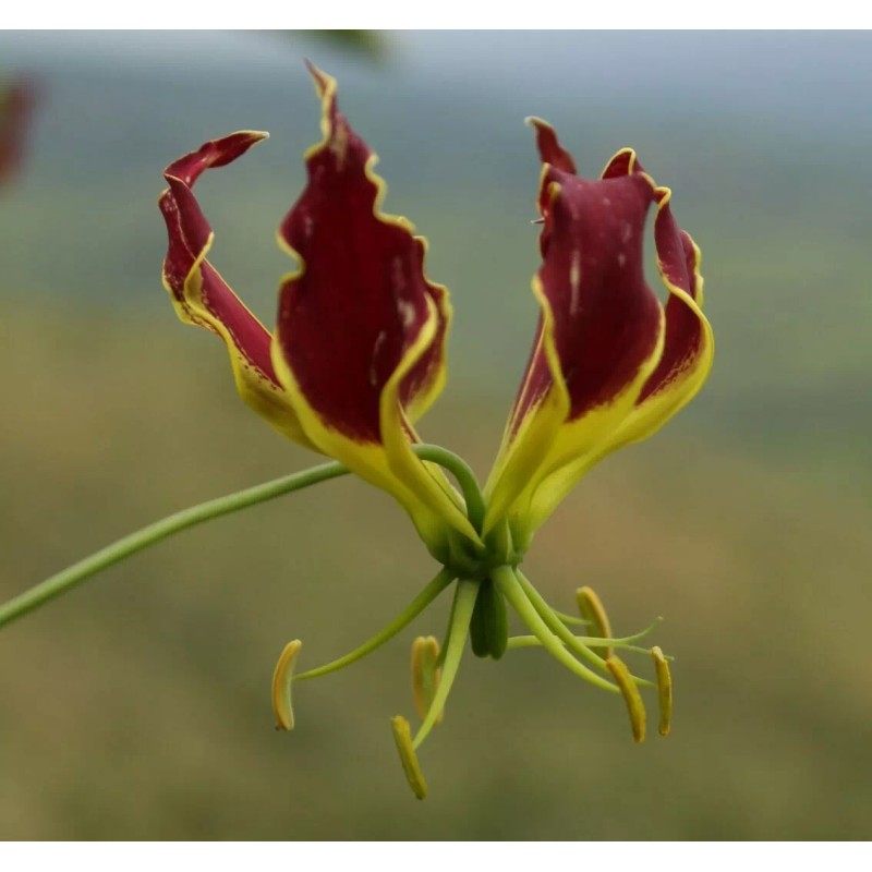 Buy Rare Seeds Gloriosa superba | Flame Lily | 20_Seeds