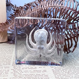 Taxidermy Octopus in Resin - Real Model Animals Specimen Decor, Taxidermy Supplies for Science Education Collection (Octopus)