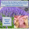 STAFECO® LAVENDER Top Grade Dried Flowers Bugs Sachet harvest time