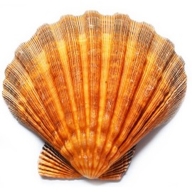 One Large Orange Lions Paw Scallop 5-6" Seashell for Smudging Crafts Beach Weddi