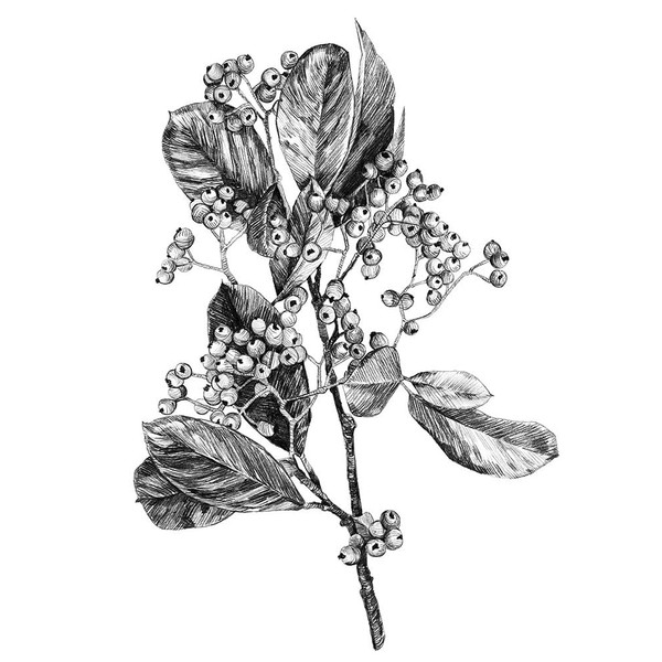 Hawthorn Berry Branch II Poster Print - Emma Scarvey (18